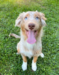 Red Merle Aussie