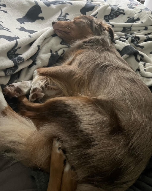 Red Merle Aussie