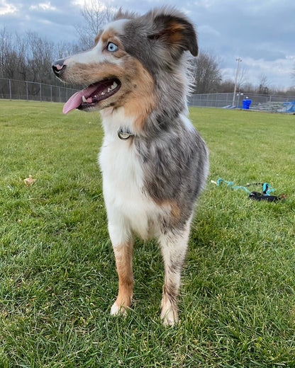Merle Aussie