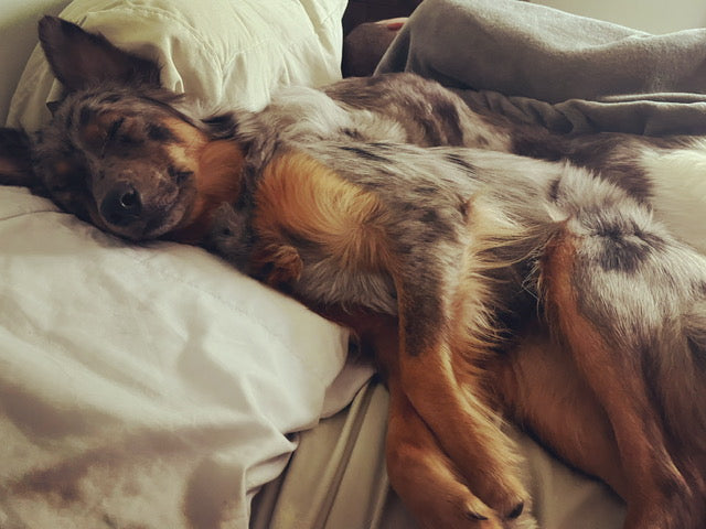 Blue Merle Aussie