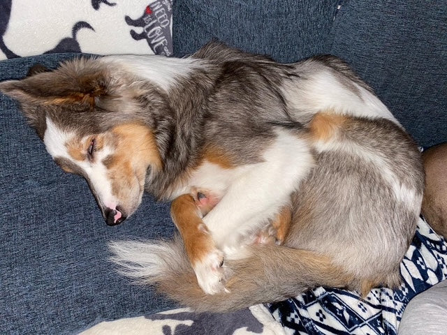 Female Merle Aussie