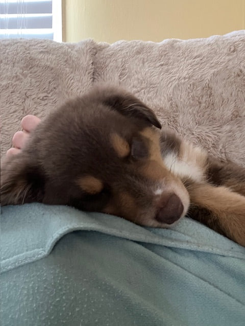 Red Tri Aussie Puppy