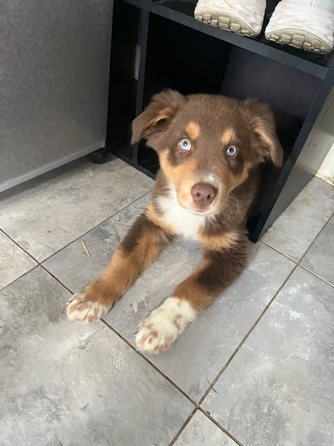 Red Tri Aussie Puppy