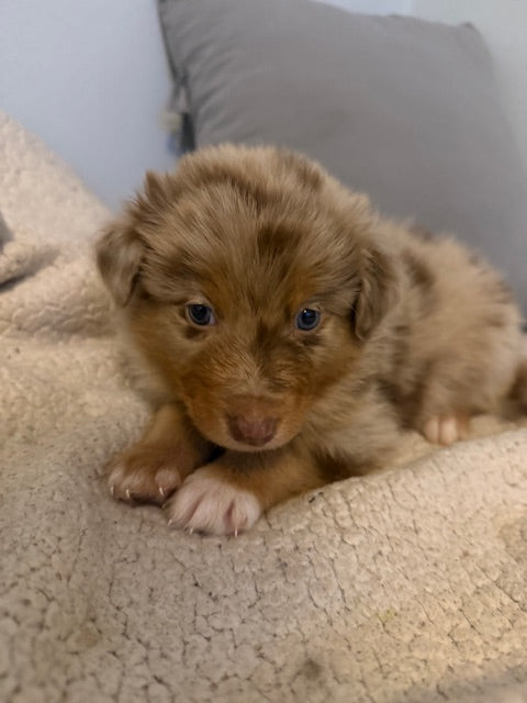 Rosie's Puppies