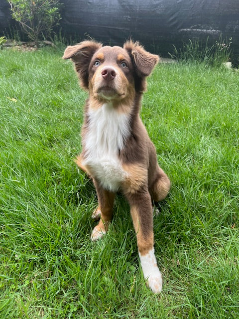 Red Tri Aussie