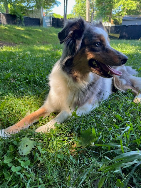 Female Merle Aussie
