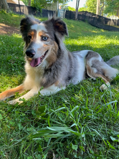 Female Merle Aussie