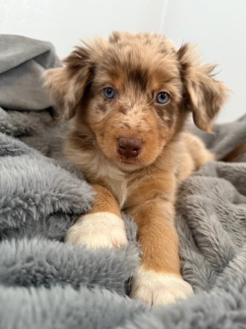 Rosie's Puppies