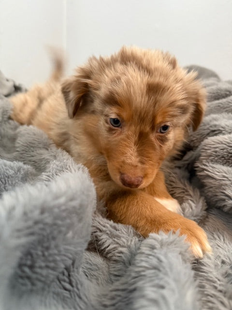 Rosie's Puppies