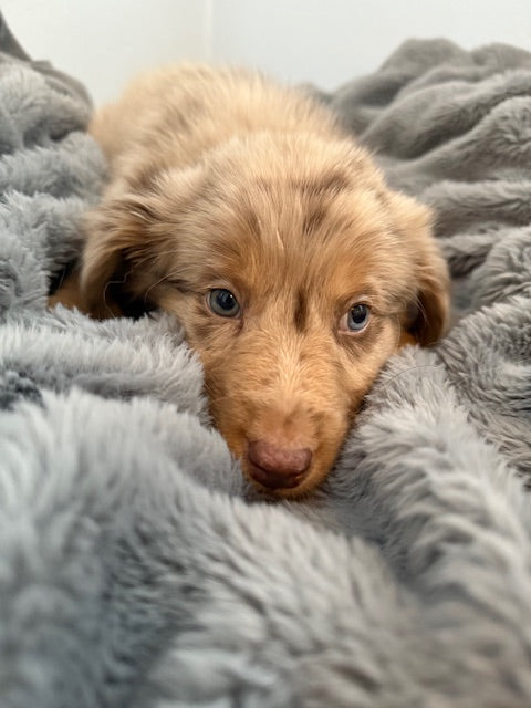 Rosie's Puppies
