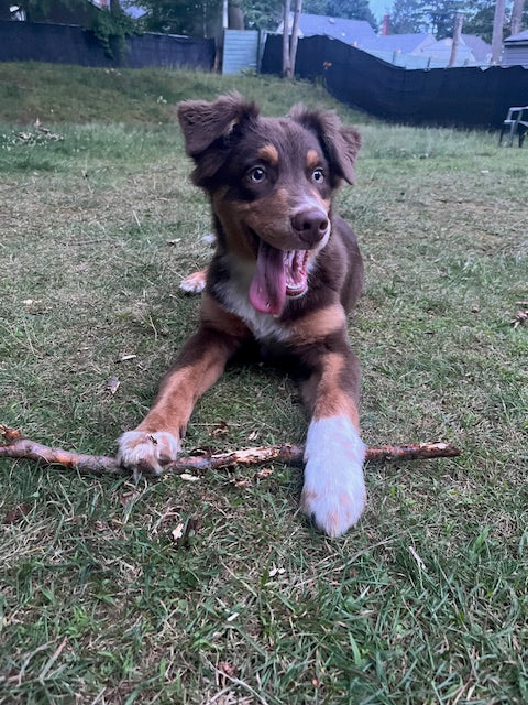 Red Tri Aussie Puppy