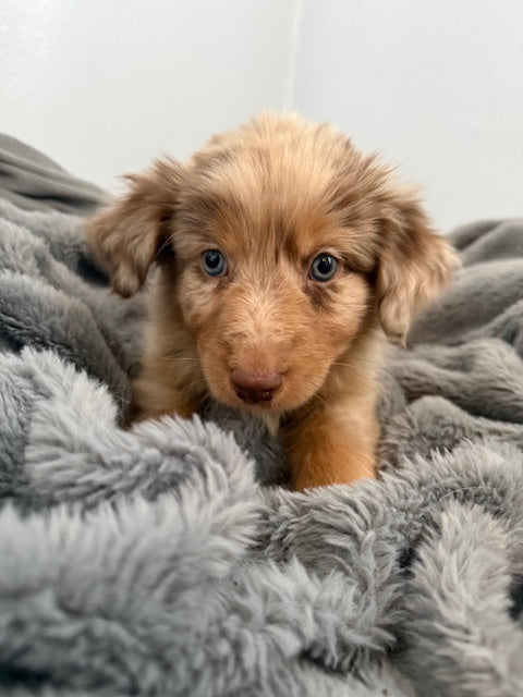 Rosie's Puppies