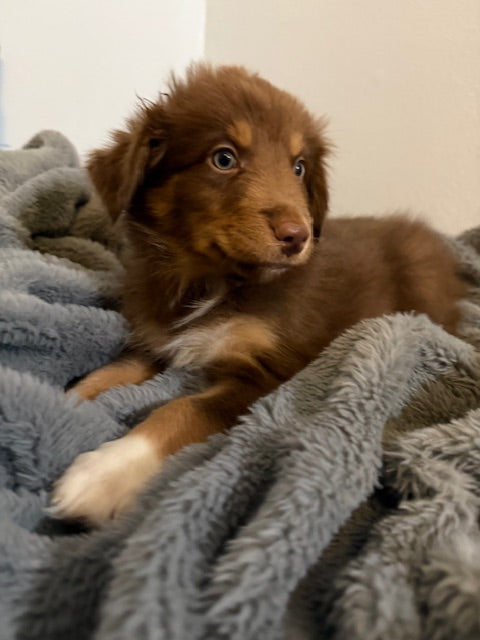 Baby Ruth - CT AUSSIES