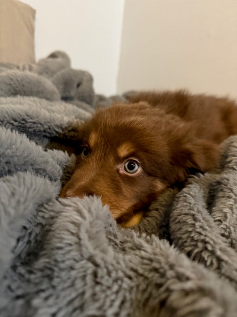 Baby Ruth - CT AUSSIES