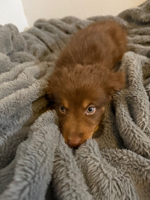 Baby Ruth - CT AUSSIES