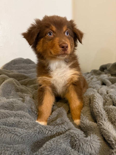 Tootsie - CT AUSSIES