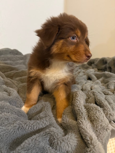 Tootsie - CT AUSSIES