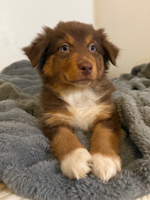 Tootsie - CT AUSSIES