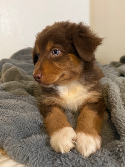 Tootsie - CT AUSSIES