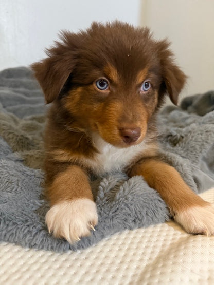 Tootsie - CT AUSSIES