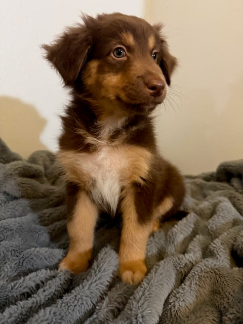 Rosie's Puppies