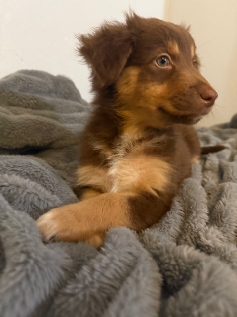 Rosie's Puppies