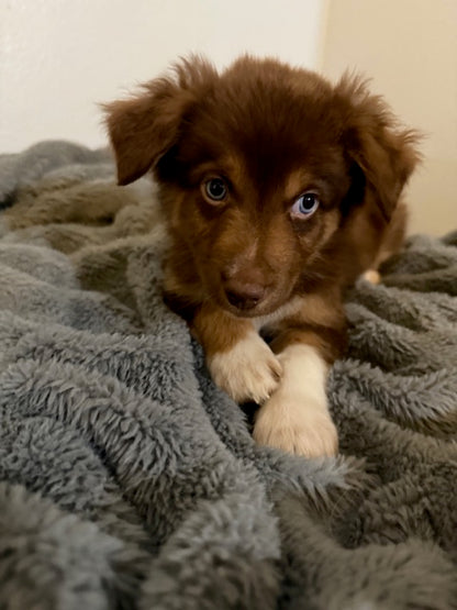 Kit Kat - CT AUSSIES