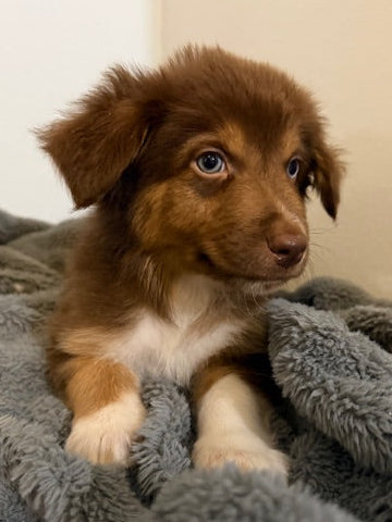 Kit Kat - CT AUSSIES