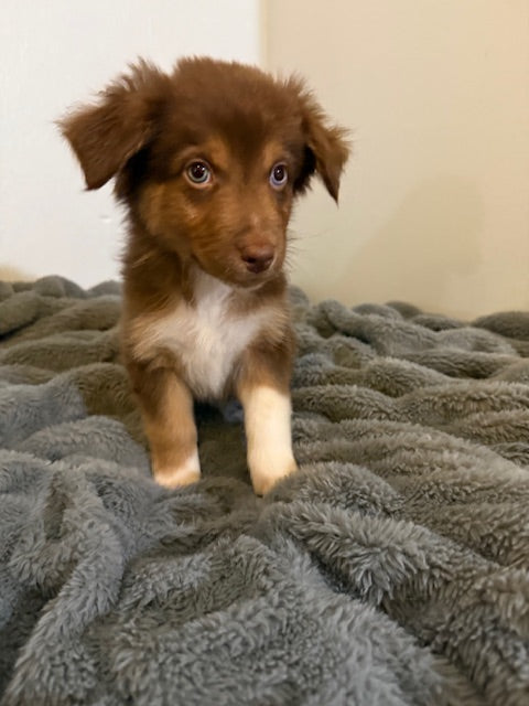 Kit Kat - CT AUSSIES