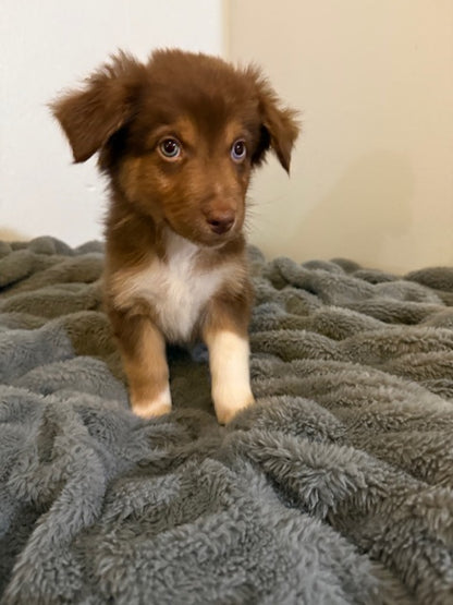 Kit Kat - CT AUSSIES