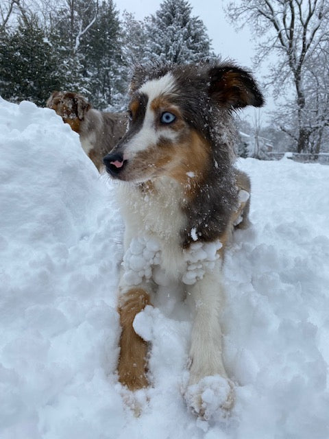 Female Merle Aussie 