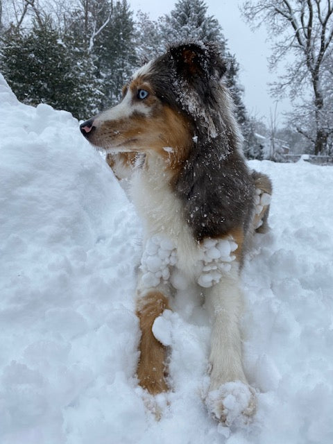 Female Merle Aussie 