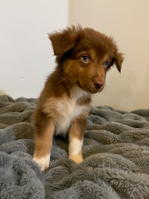 Kit Kat - CT AUSSIES