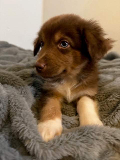 Rosie's Puppies