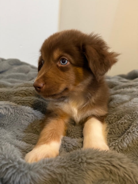 Kit Kat - CT AUSSIES