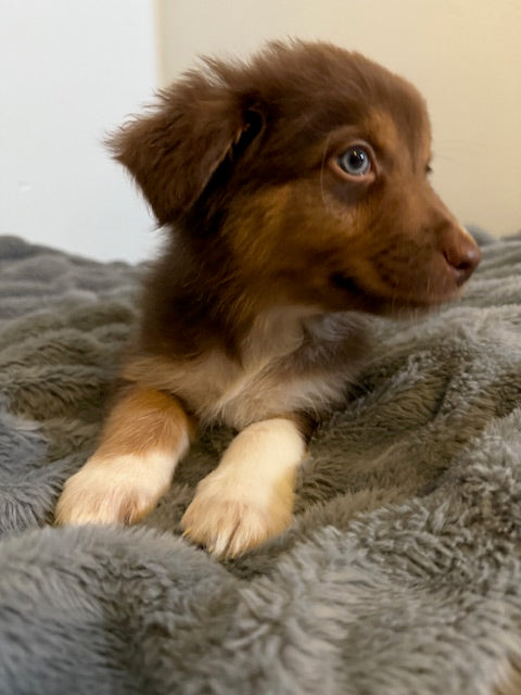 Kit Kat - CT AUSSIES