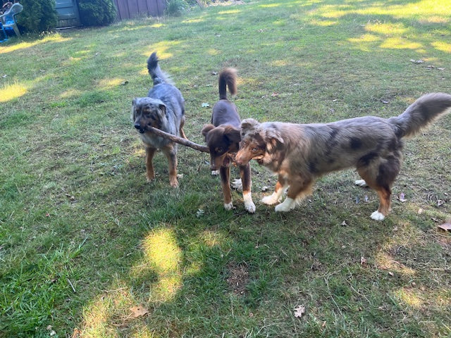 Australian Shepherds