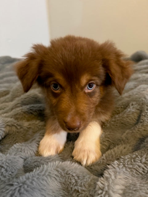 Kit Kat - CT AUSSIES