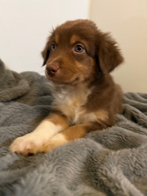 Hershey - CT AUSSIES