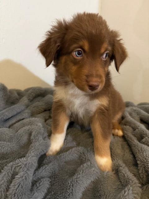 Rosie's Puppies