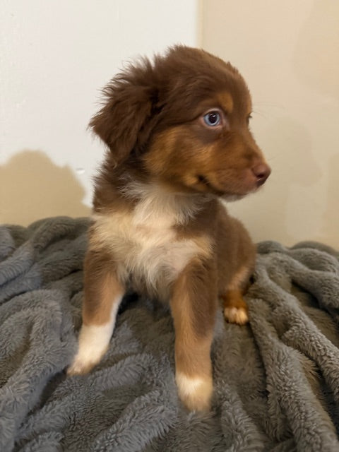 Hershey - CT AUSSIES