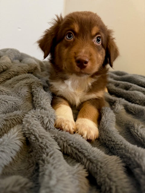 Hershey - CT AUSSIES