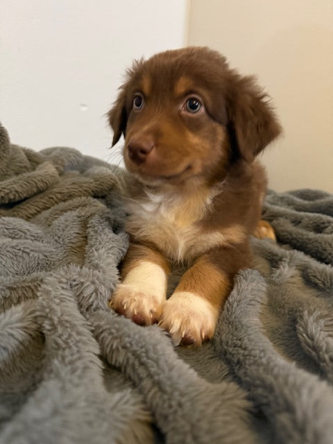 Hershey - CT AUSSIES