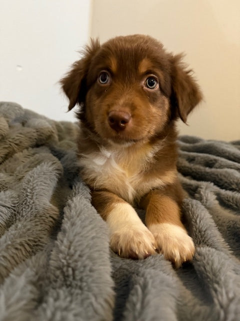 Hershey - CT AUSSIES