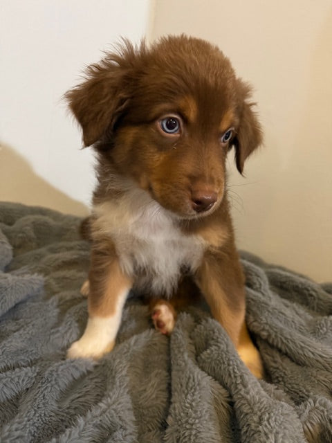 Hershey - CT AUSSIES