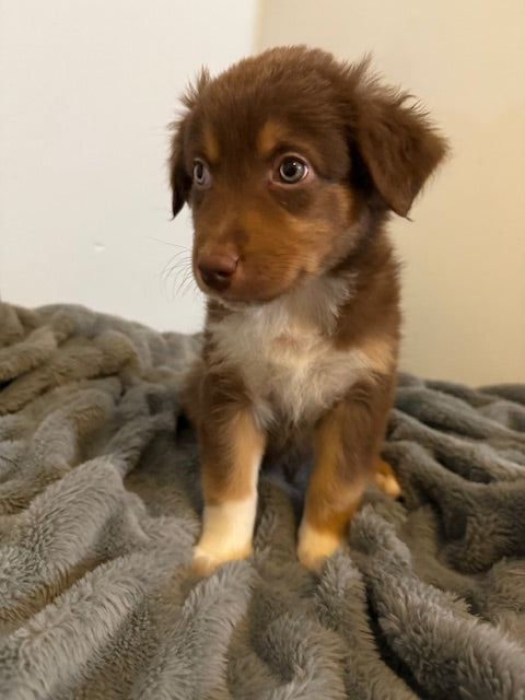 Rosie's Puppies