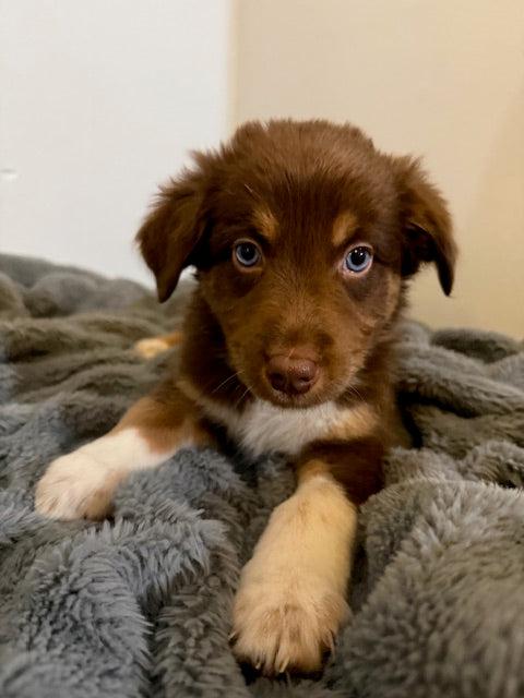Rosie's Puppies