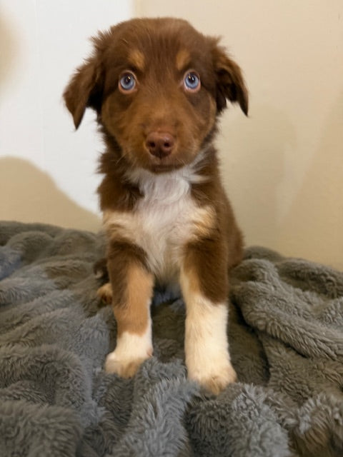 Rosie's Puppies