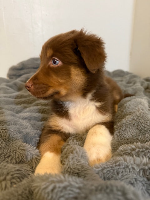 Rosie's Puppies