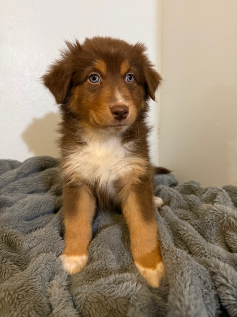Rosie's Puppies